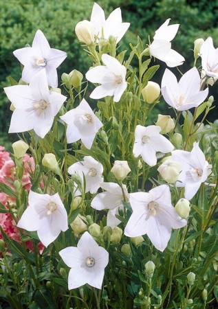 ПЛАТИКОДОН великоквітковий Astra White